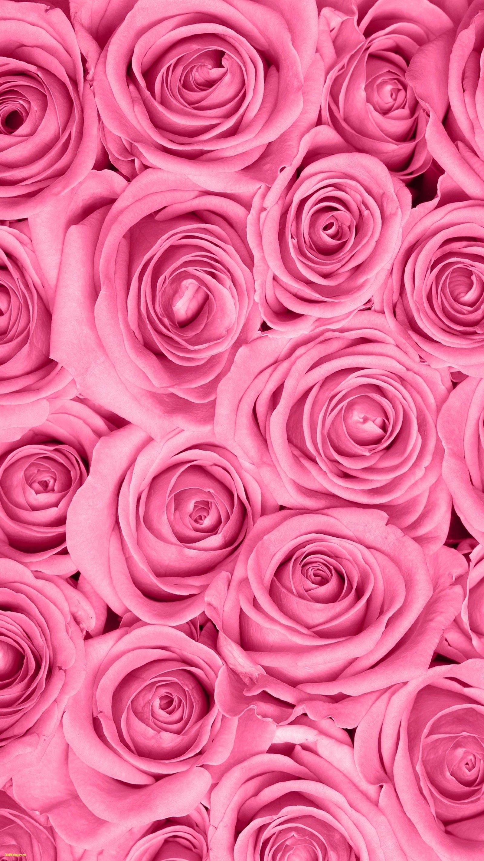 Wallpaper 3D Pink Rose Wallpapers for Bedroom TV Background Wall Mural -  Amazon.com