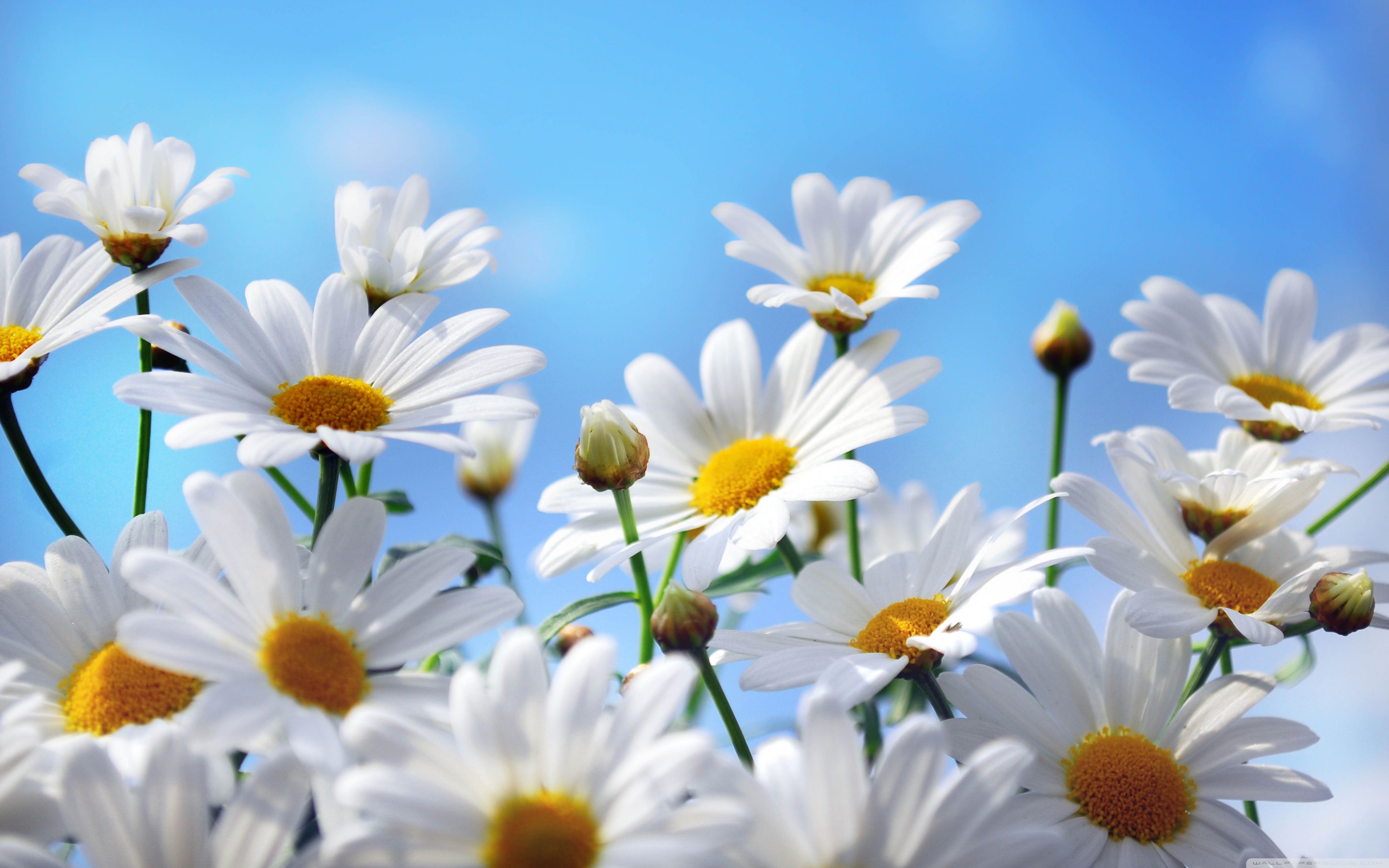 Daisy: Hoa cúc đang chờ đón bạn khám phá. Trong kho ảnh của chúng tôi, bạn có thể tìm thấy những bức ảnh về hoa cúc với đủ các loại màu sắc và kiểu dáng. Hãy cảm nhận sự thanh khiết của hoa cúc và tận hưởng cảm giác thư giãn khi đắm chìm trong kho ảnh về loại hoa này.