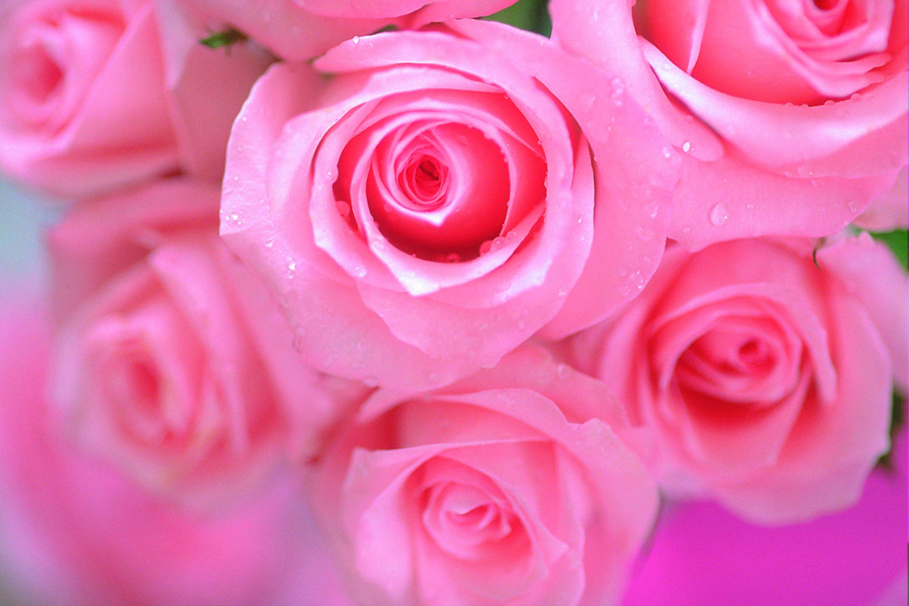 Beautiful Pink Roses Wallpapers on WallpaperDog