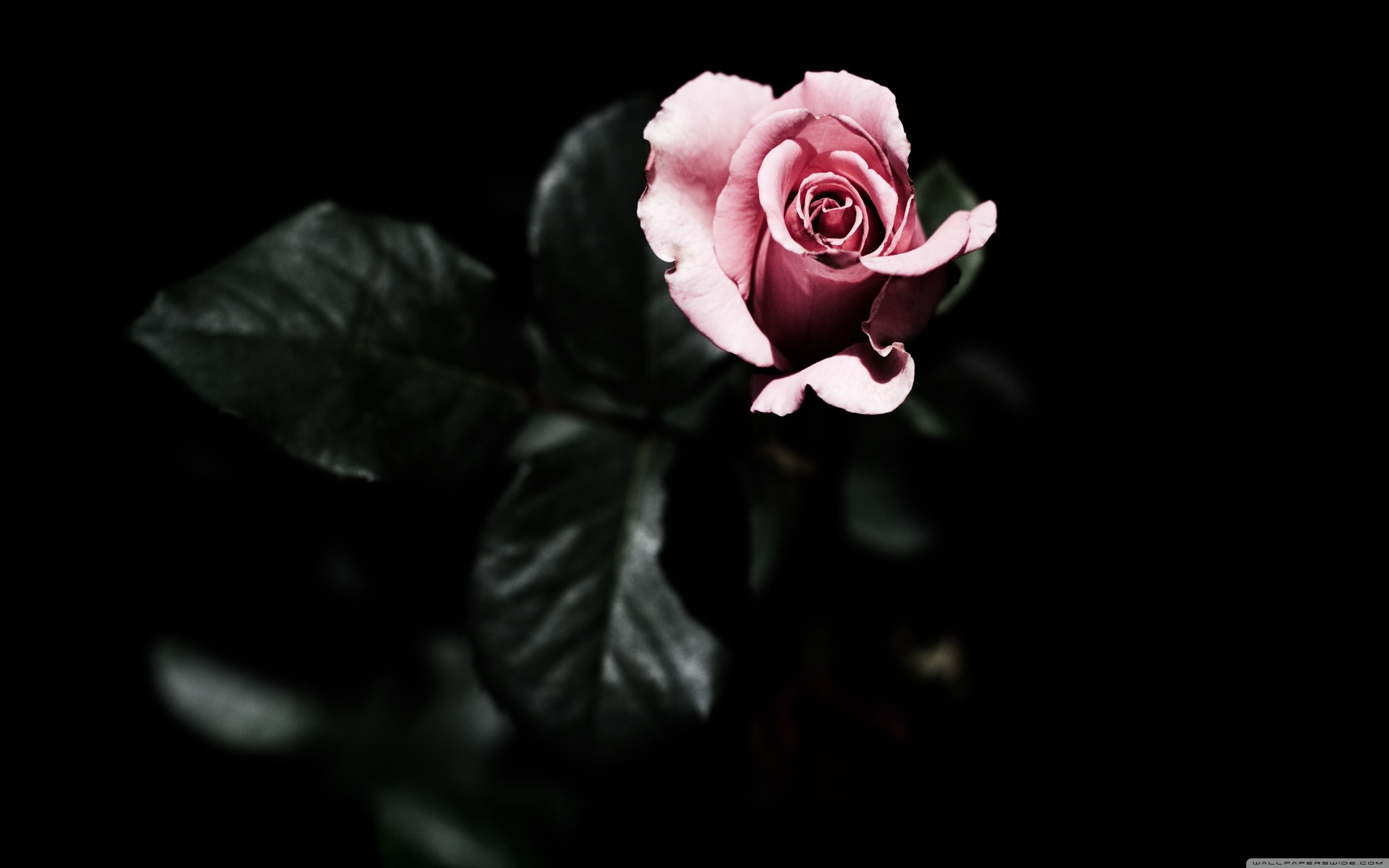 pink rose black background