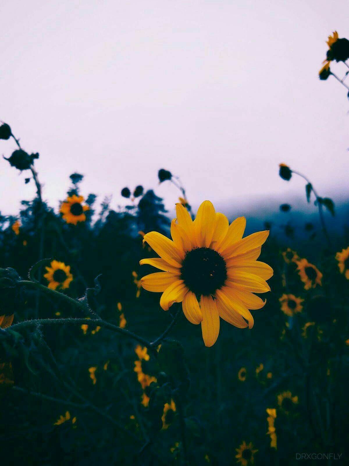 Yellow Aesthetic Sunflower Wallpaper Backgrounds For iPhone  Glory of the  Snow