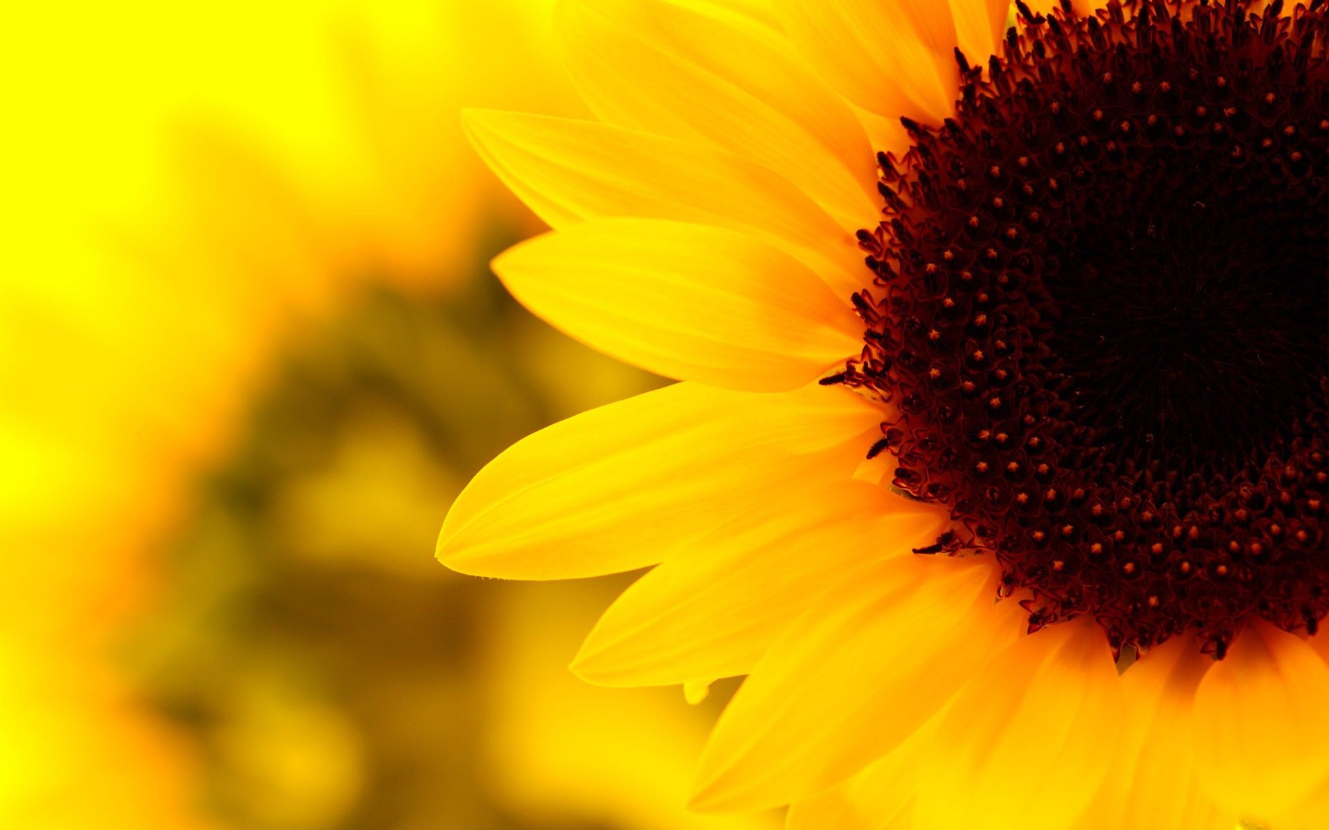 Featured image of post The Best 10 Aesthetic Yellow Sunflower Background