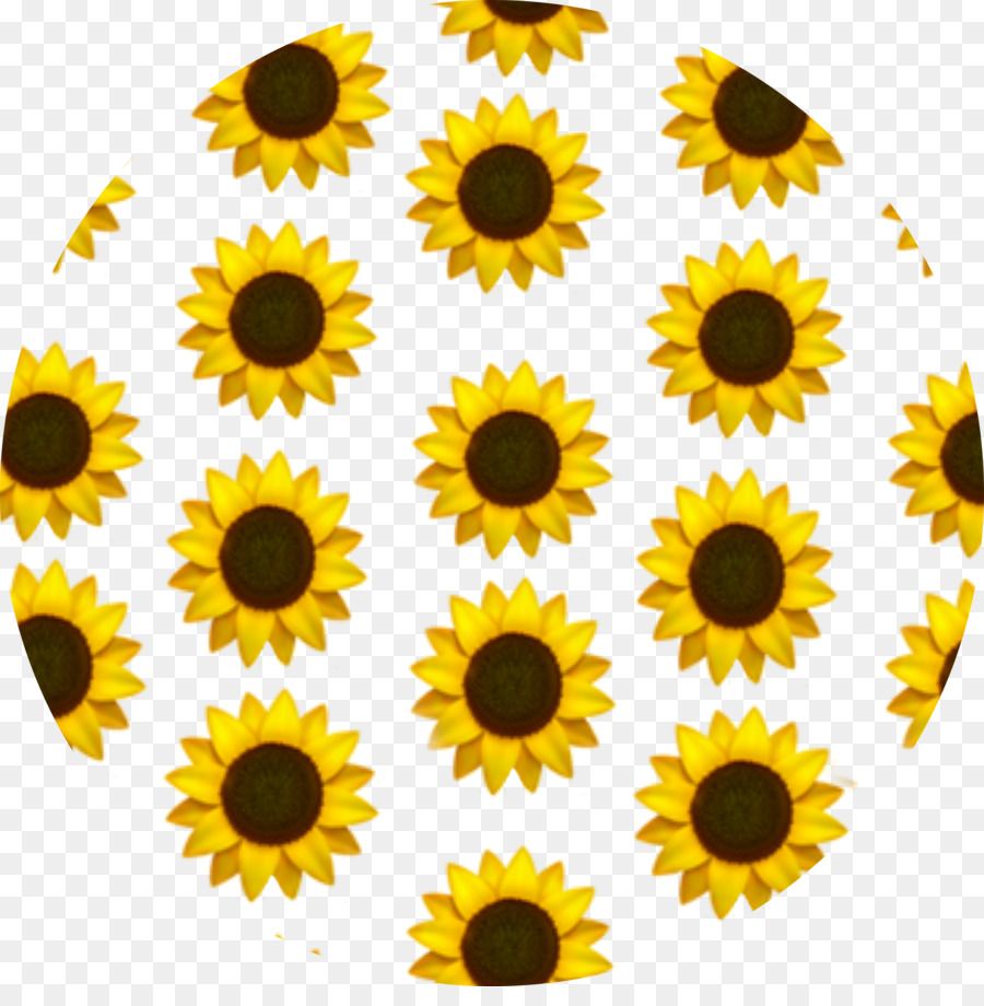 Sunflower Aesthetic Wallpapers on WallpaperDog