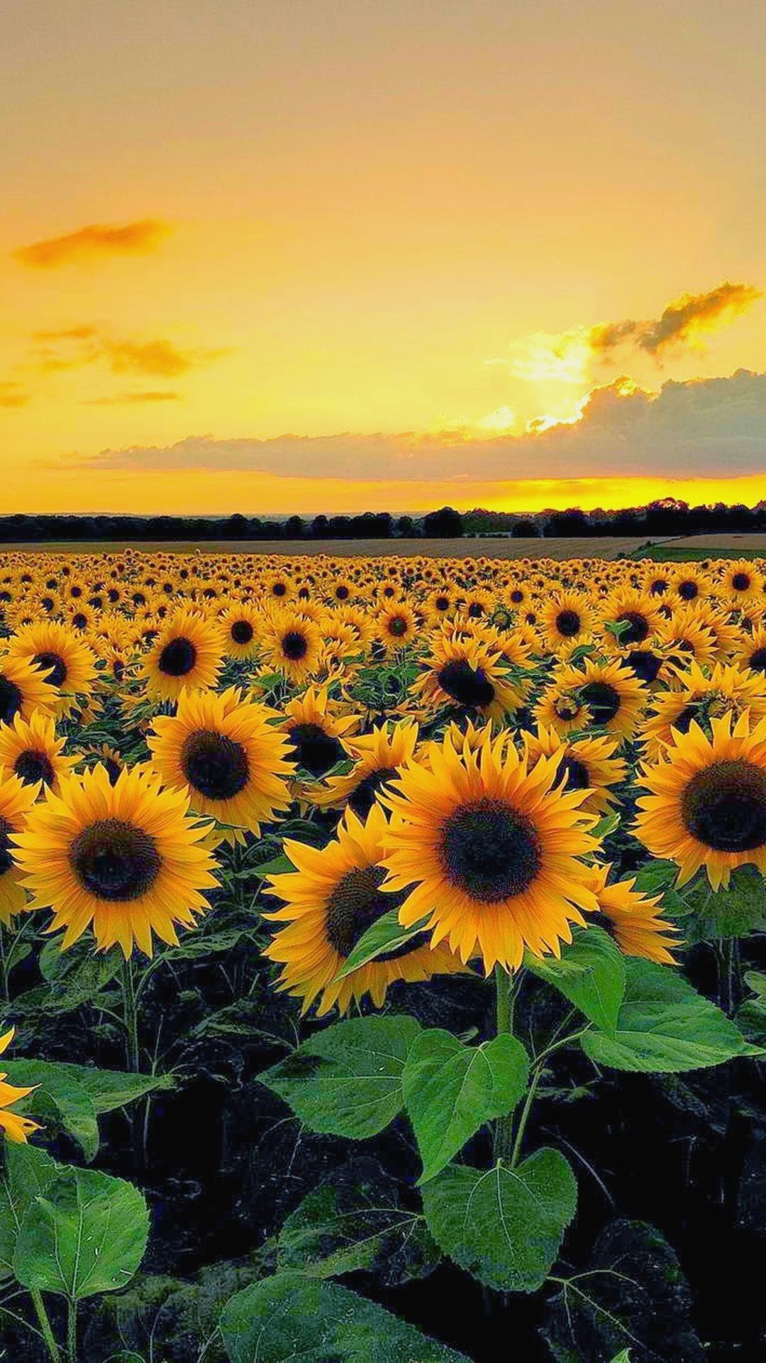 Yellow Aesthetic Sunflower