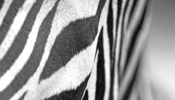 Zebra iPhone Wallpaper