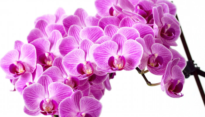 Purple Orchid Wallpaper