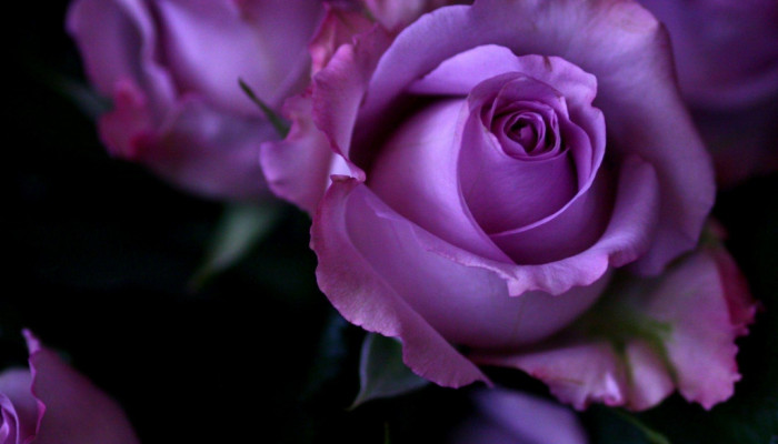 Purple Roses Desktop Wallpaper