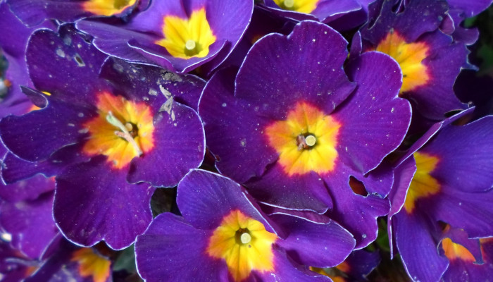 Purple Yellow Flowers Wallpaper