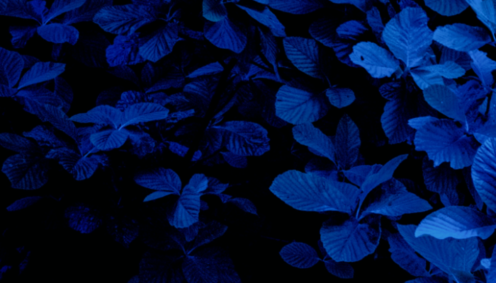 Dark Blue Wallpaper