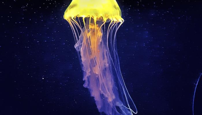 Jellyfish Wallpaper