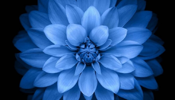 blue flower Wallpaper