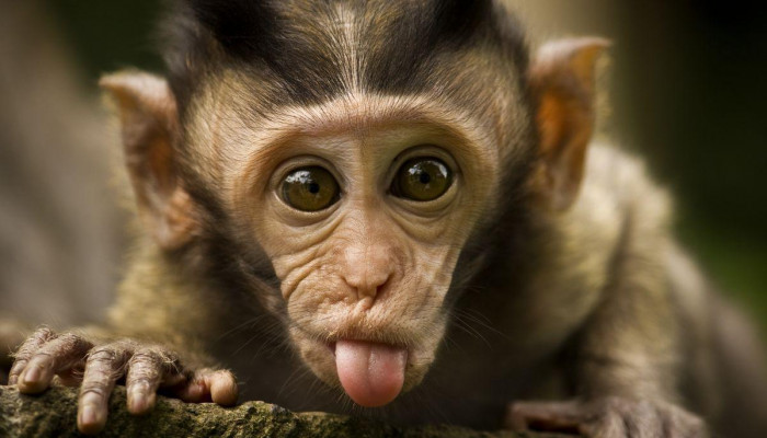 monkeys Wallpaper