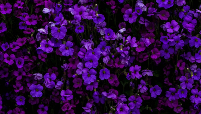 purple flower Wallpaper