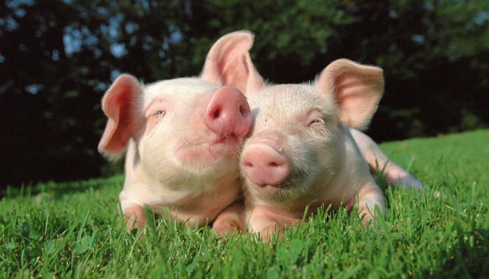 cute pigs Wallpaper