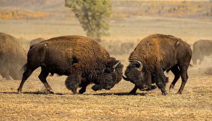 bison Wallpaper