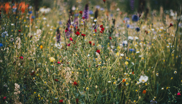 wildflowers Wallpaper