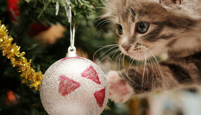 Christmas cats Wallpaper