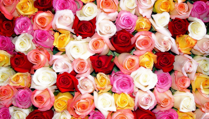 Colorful Roses Desktop Wallpaper