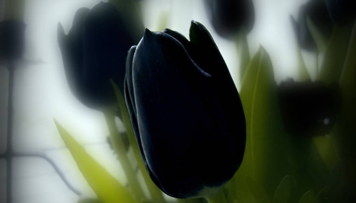 Black Tulip Wallpaper