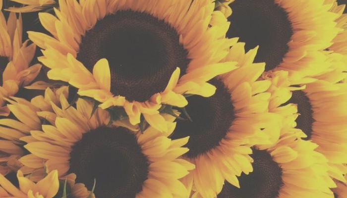Cute Sunflower Wallpaper