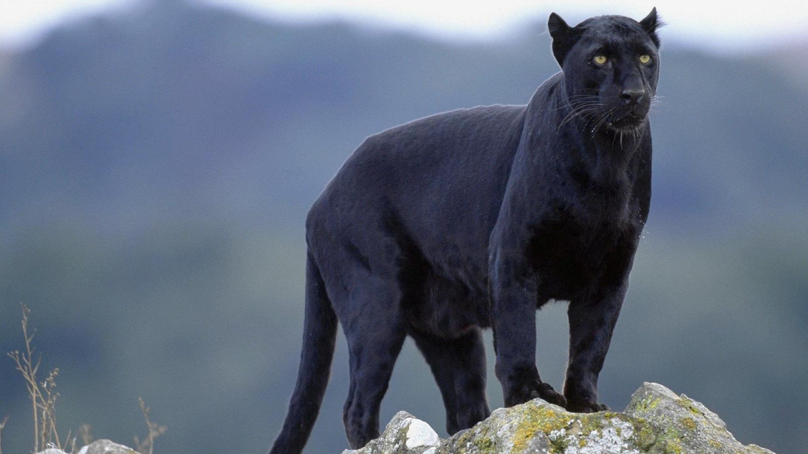 1920x1080 Black Panther Animal Wallpapers - Top Free Black Panther Animal