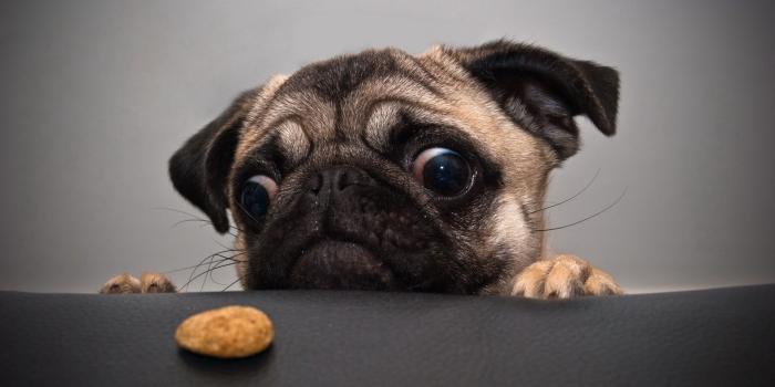 1920x1080 HD Animal Wallpapers - 4k and 8k Animal pictures with names