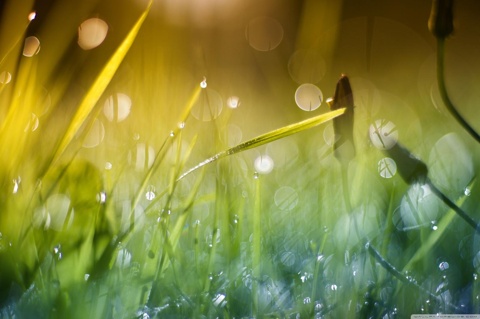 2736x1824 Good Morning Sunshine ❤ 4K HD Desktop Wallpaper for 4K Ultra HD TV