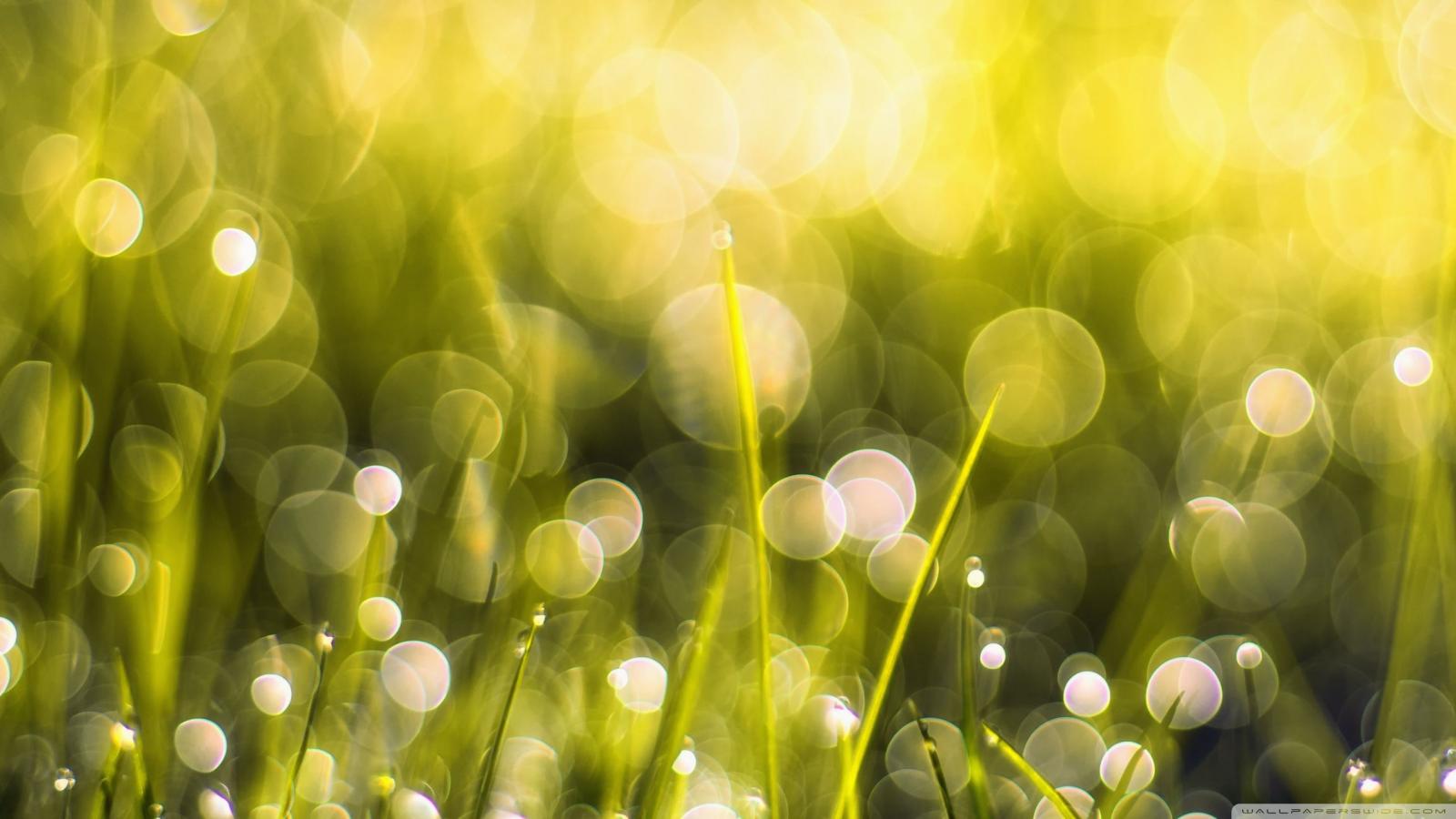 2560x1440 Good Morning Sunshine ❤ 4K HD Desktop Wallpaper for 4K Ultra HD TV