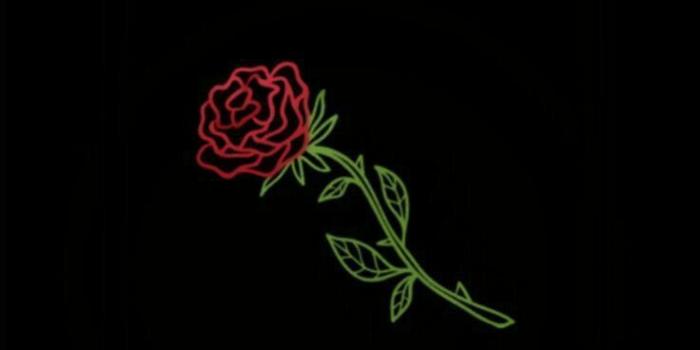 736x1332 Dope Rose Wallpapers - Top Free Dope Rose Backgrounds - WallpaperAccess