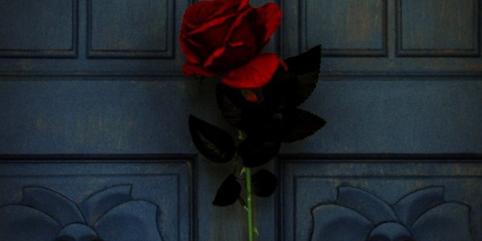 940x1137 Flower Red Rose Hd Wallpaper | Wallpapers Dope