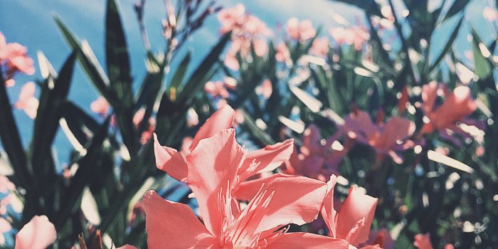 3024x4032 peachy pink flowers with the background of cloudy blue skies. an