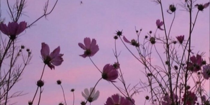 720x1280 Image about love in flowers. by ornamental.aesthetics