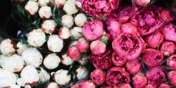 1368x855 Best 50+ Aesthetic Pink Flowers Tumblr - india's wallpaper