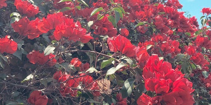 2267x4032 Vine Flower Wallpaper Aesthetic - Flowers Healthy