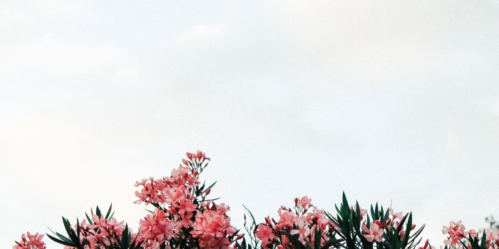 2500x3750 I would love to know what kind of flower these are! #flores