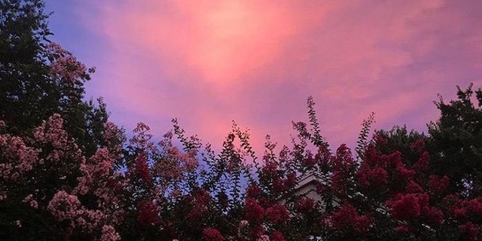 1368x855 The Best and Most Comprehensive Pink Aesthetic Background Flowers