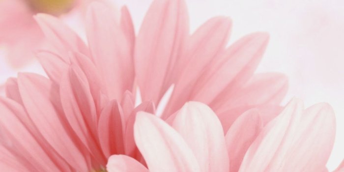 1242x2208 10 Wallpaper Bunga Fuchsia - Download Wallpaper HD For PC Computer