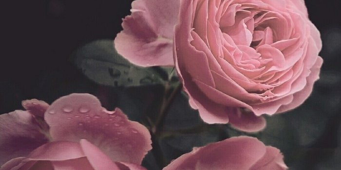 1080x1920 iPhone Wallpaper | Flower, Garden roses, Pink, Rose, Petal, Floribunda