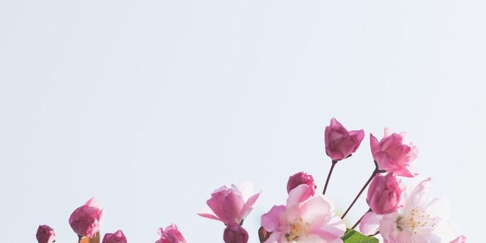 1080x1920 Pink flowered blue sky iPhone wallpaper | iPhone Wallpapers in 2019