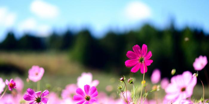 1920x1200 Pink Flower Wallpaper Background (55+ images)