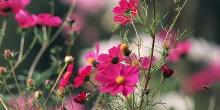 736x1308 Aesthetic Flower Wallpaper Hd - Flowers Healthy