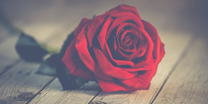 5056x3366 nature, #romantic, #background, #roses, #love, #wallpaper - Rose Day