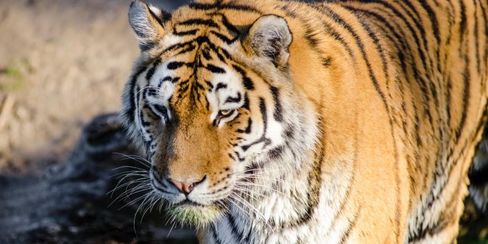 2560x1600 Tiger Wallpaper Iphone Xr - wallpaper iphone