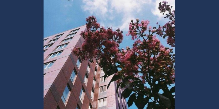 1080x1920 Lock Screen Wallpaper Mirzhnaniaaa Rose Tumblr Quotes - Lock Screen