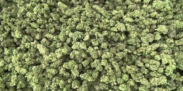 1920x1080 Trippy Pot Leaf Wallpapers (55+ images)