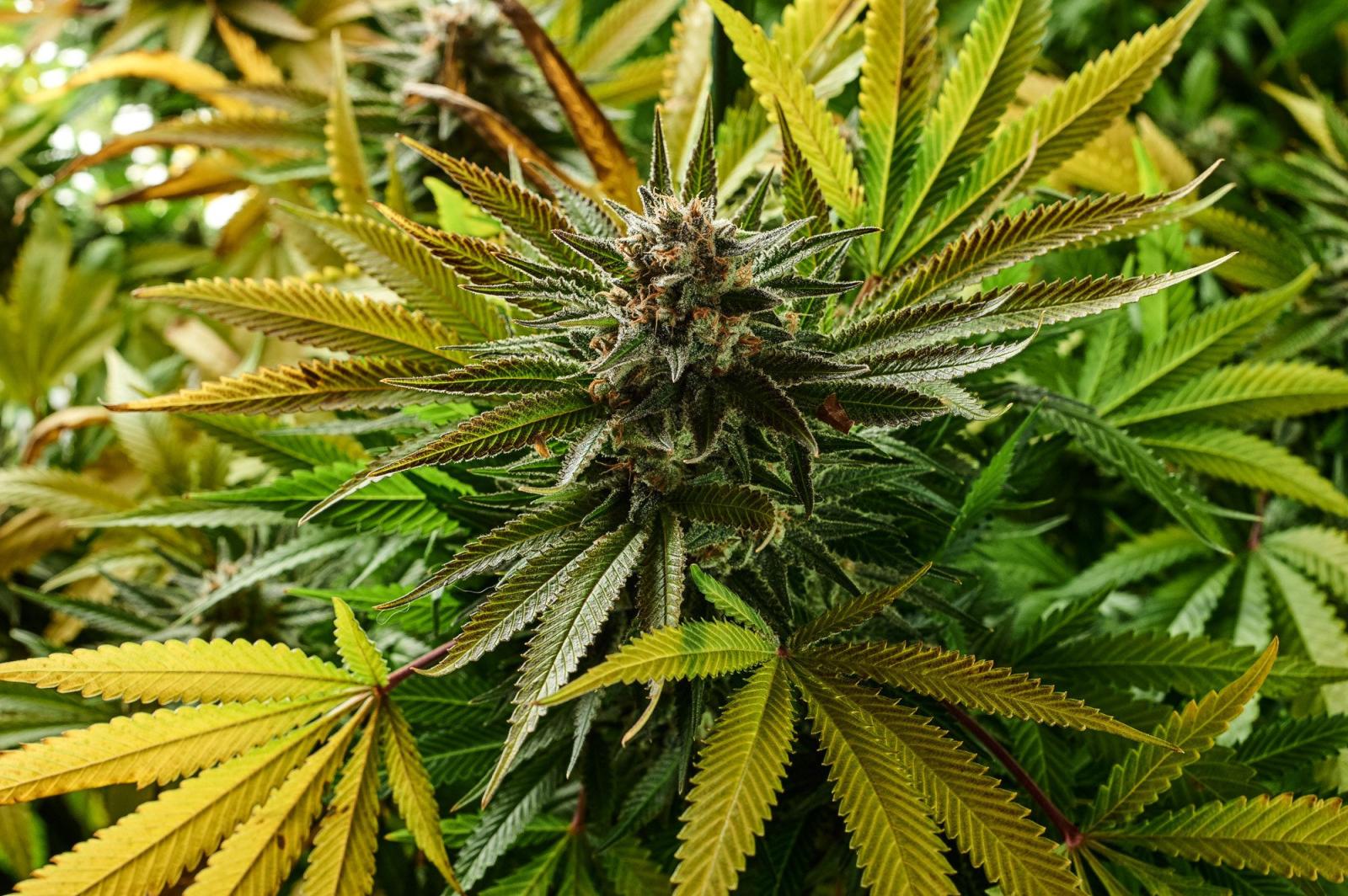 2000x1331 420 Weed Wallpapers Collection - ALL HD WALLPAPERS