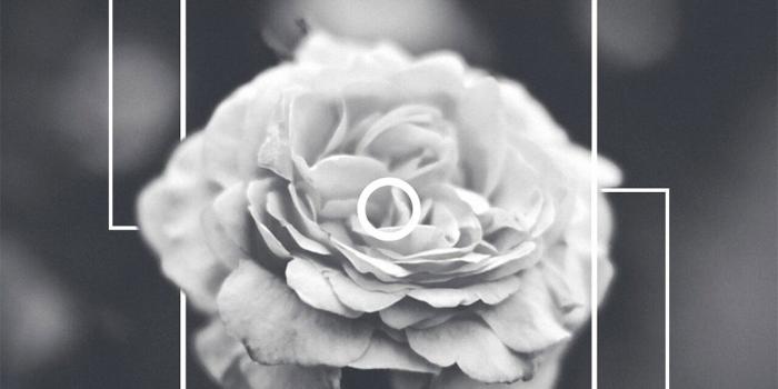 1080x1920 Wallpaper Tumblr Iphone - Aesthetic Black And White Roses Free