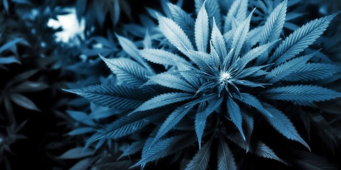 1920x1080 Trippy Pot Leaf Wallpapers (55+ images)