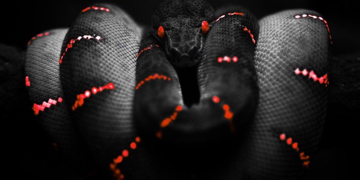 1680x1050 306 Snake HD Wallpapers | Background Images