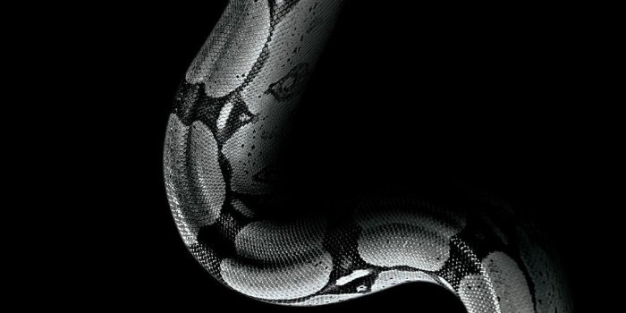 1080x1920 Snake iPhone Wallpapers - Top Free Snake iPhone Backgrounds